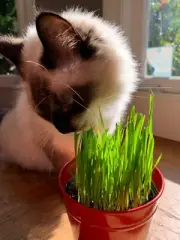 Buy 2 Get 3rd Free! Cat Dog Grass Seeds, 1 Oz (800+) Super Sweet Oat Grass Seeds