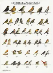 VAN KEULEN Bird Color / Varieties A4 Laminated Poster - European Songbirds 1