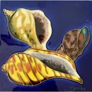Beach Shells Conch Decorative Wall Art Ceramic Tile 8x8 New Backsplash Gift
