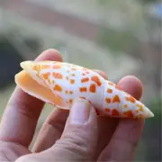 7-9 cm Natural Episcopal Mitre Conch Shell Spotted Shells Ornament Craft Decor