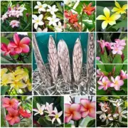 Mix Frangipani Plumeria Plants 40seeds, Pink Yellow Red Orange Perennial Flowers