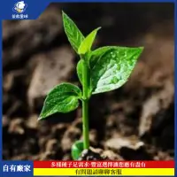 在飛比找蝦皮購物優惠-【茶救】林木種子 盆栽紫檀種子 小葉紫檀種子 技術指導