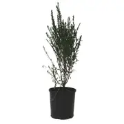 140mm Boronia Super Dooper - Boronia crenulata