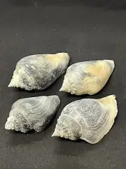 RARE Fossilized FIGHTING CONCH Shells ( 4 ) From Central Florida - Pliocene Era