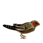 Hansa Zebra Finch soft plush toy 5"/13cm Bird Soft Toy
