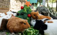 在飛比找KLOOK 客路優惠-頑皮世界野生動物園門票