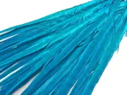 50 Feathers 18-22" Turquoise Blue Long Bleached Ringneck Pheasant Tail Halloween
