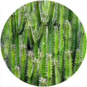Slipmat Slip Mat Pad for any 12" DJ Turntable LP Record Player Felt CACTUS