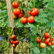 Tomato - Moneymaker seeds
