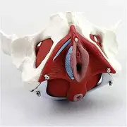 Female Pelvic Model |3D Removable Organs Include Uterus, 3D Pelvic Floor Muscles and Reproductive Organs in Classrooms and Doctor's Offices