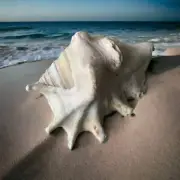 Large Conch Seashell Rare Real Spiky Real Ocean Big Natural Sea Shell Home Decor