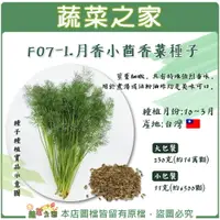 在飛比找樂天市場購物網優惠-【蔬菜之家】F07-1.月香小茴香菜種子(客家香菜) (共有