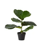 [James Lane] Fiddle Plant Potted - 42cm x 30cm x 40cm