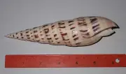 163 mm HUGE Terebra Maculata Seashell AB#4 Phi - Phi Island Phuket Thailand
