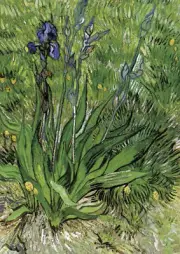 van Gogh - Irises - A4 size 21x29.7cm QUALITY Canvas Art Print Poster Unframed