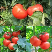 Tomato - College Challenger seeds