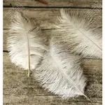 🎀臺灣熱賣🎀鴕鳥毛羽毛 淘寶網店拍圖攝影道具背景擺件 淘寶拍照拍攝道具