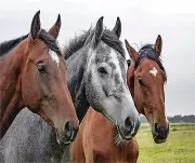 HORSES BROWN GRAY COMPUTER MOUSE PAD 9 X 7
