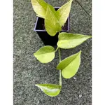 小品盆栽-黃金葛-攀緣植物~蔓生植物~觀葉植物   室內清淨空氣盆栽 室內植物 陽台植物
