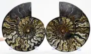 Large Black Ammonite Pair 173mm Deep Crystals XLarge 6.9" 110myo fossil e3442xx