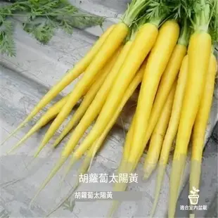 🥕各種蘿蔔種子 迷你蘿蔔滿堂紅心裡美手指櫻桃胡蘿蔔拇指水果蘿蔔種子四季耐熱耐高溫甜脆多汁蔬菜種子