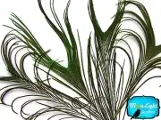 10 Pieces - NATURAL Peacock Tail without Eye Flue Feathers