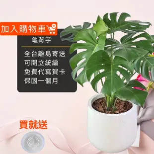 龜背芋盆栽短圓八吋水泥盆 開幕送禮 室內植物 觀葉植物 開幕盆栽 室內盆栽 盆栽植物  園藝 發財樹盆栽 天堂鳥 琴葉榕