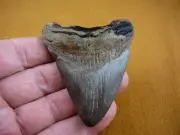 (s280-81) 3-1/4" Fossil MEGALODON Shark Tooth Teeth JEWELRY I love sharks Wow