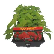 Salvia Dwarf Red - Mega Punnet Flowering Range