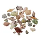 30PCS Microlandscape Hermit Crab Shells Natural Sea Conch Shell Conch Fish Tank