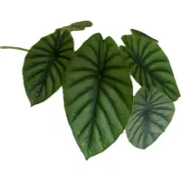 在飛比找蝦皮購物優惠-綠盾觀音蓮 Alocasia clypeolata A.Ha