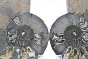 Large Black Split Ammonite Pair Crystal Large 147mm Dino age FOSSIL 5.8" e3446xx