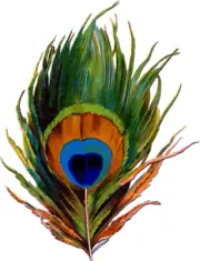 temporary tattoo - Set of two wrist size Peacock Feather (approx. 1.5" each)