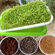 Large Capacity Sprouter Tray for Efficient Germination and Grass Growing