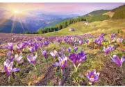 Spring Mountain View Crocus Field 8x12 Full Wall Photo Mural Non Woven Wallpaper