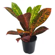 125mm Croton Josephs Coat - Codiaeum variegatum