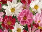 Cosmos, Seashells Mix - Heirloom Flower by Life-Force Seeds Australia