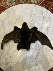 Folkmanis Bat Hand Puppet 22" Wing Span Realistic Stuffed Plush Brown Fangs VGUC