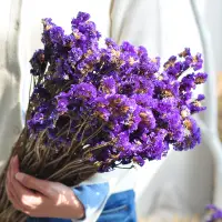 在飛比找蝦皮購物優惠-[時花] 星辰～勿忘我  乾燥花，永生花耶誕禮物