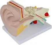 CHROX PVC Educational Model Giant Human Ear Anatomical Model - Human Anatomical Model - Detachable Ear Model for Basic Educational Kits Model
