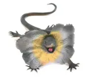 FRILLED LIZARD 6IN RUBBER TOY F2048B187 - BUNDLE AND SAVE! MULTI PACKS AVAILIBL