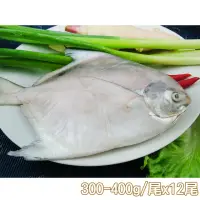 在飛比找momo購物網優惠-【新鮮市集】鮮嫩富貴白鯧魚12尾(300-400g/尾)