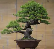 Bonsai tree || Juniperus Sargentii || Old tree || Medium size || Amazing Bonsai