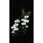 🌸八色鳥蘭園🌸蘭花品種:臺灣原生鹿寮溪阿嬤