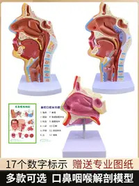 在飛比找樂天市場購物網優惠-人體鼻腔解剖模型耳鼻喉科醫學教學模型鼻子口腔鼻部結構鼻咽喉模