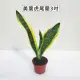【Gardeners】美葉虎尾蘭 3吋盆-1入(室內植物/綠化植物/觀葉植物)