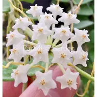 在飛比找蝦皮購物優惠-【天堂花園 Paradise Garden】hoya num