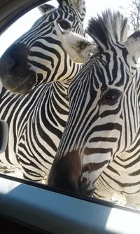 在飛比找雄獅旅遊優惠-疣豬野生動物園營地旅館