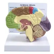 Brain Half Sectioned GPI Model w Key Card LFA #2950 Make Us an Offer! SEE VIDEO