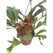 180mm Elkhorn Fern in Hanging Basket